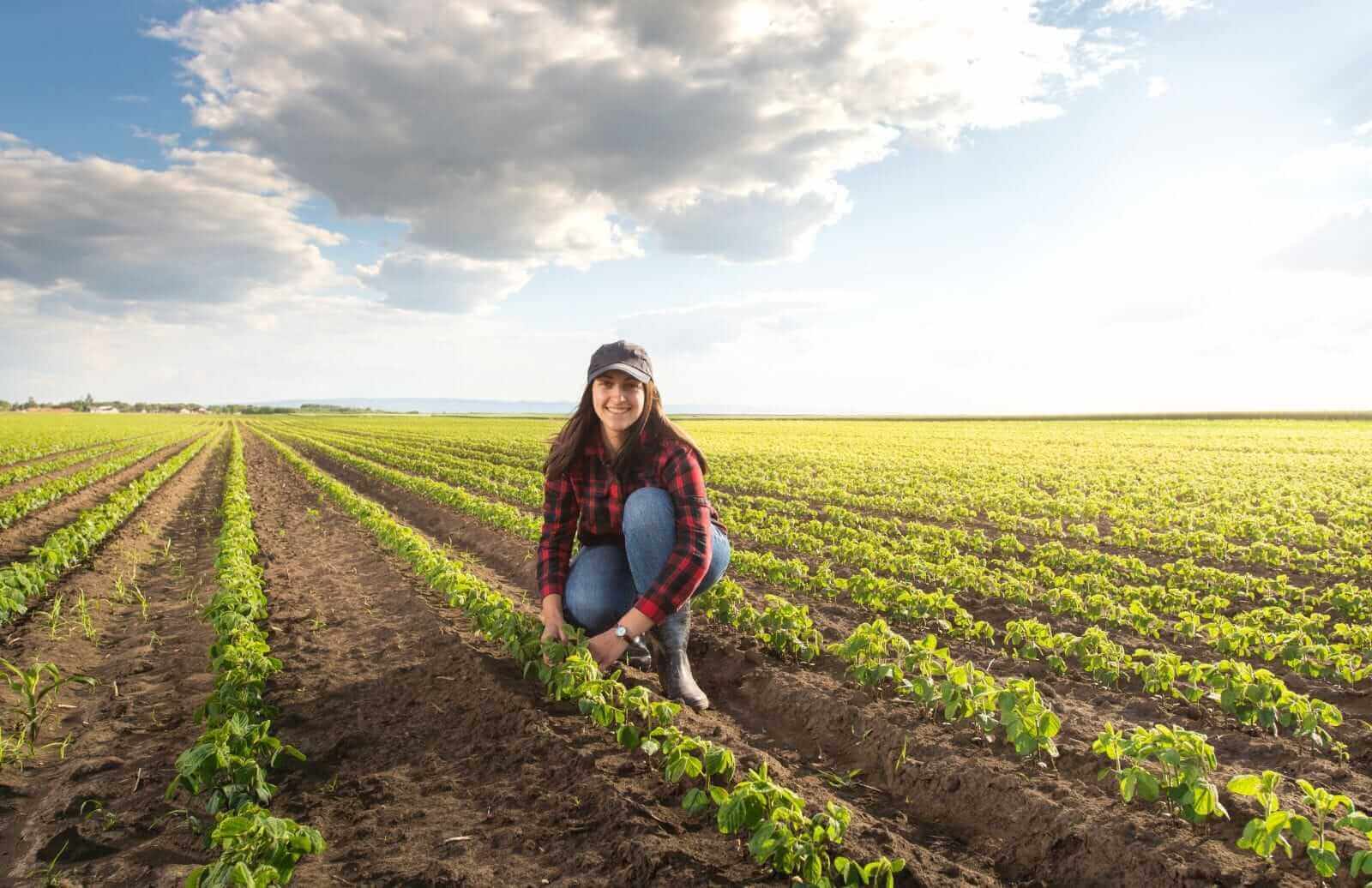 Sinking Soybean Prices Squeeze Farmers as Global Supplies Rise